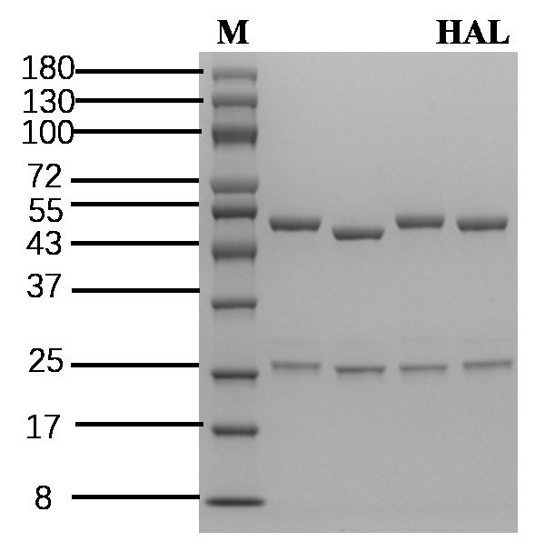 Halofuginone Antibody in SDS-PAGE (SDS-PAGE)