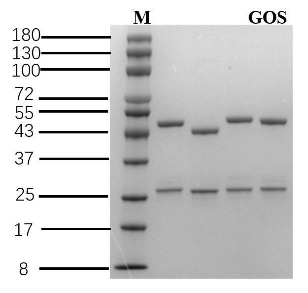 Gossypol Antibody in SDS-PAGE (SDS-PAGE)