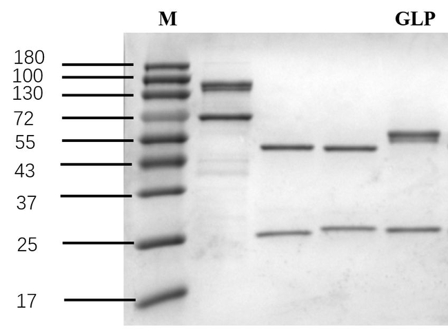 Glyphosate Antibody in SDS-PAGE (SDS-PAGE)