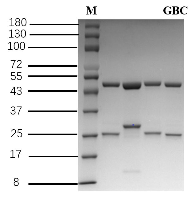 Glibenclamide Antibody in SDS-PAGE (SDS-PAGE)