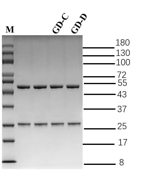 Gliadin Antibody in SDS-PAGE (SDS-PAGE)