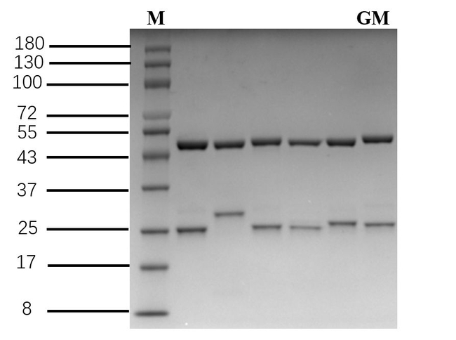 Gentamicin Antibody in SDS-PAGE (SDS-PAGE)