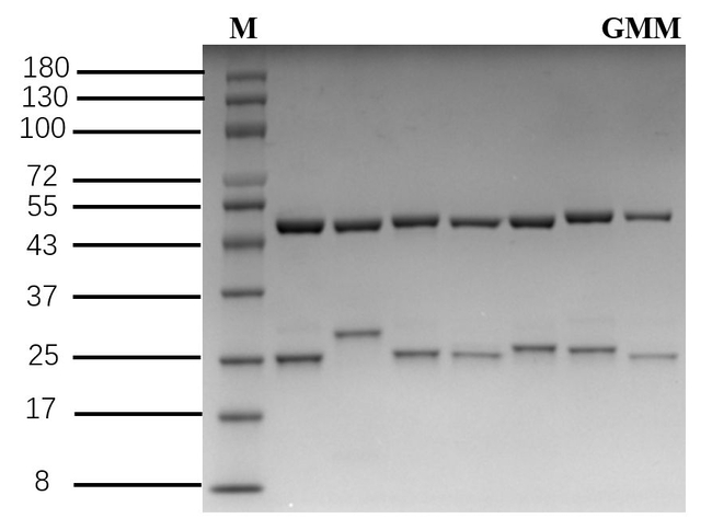 Gamithromycin Antibody in SDS-PAGE (SDS-PAGE)
