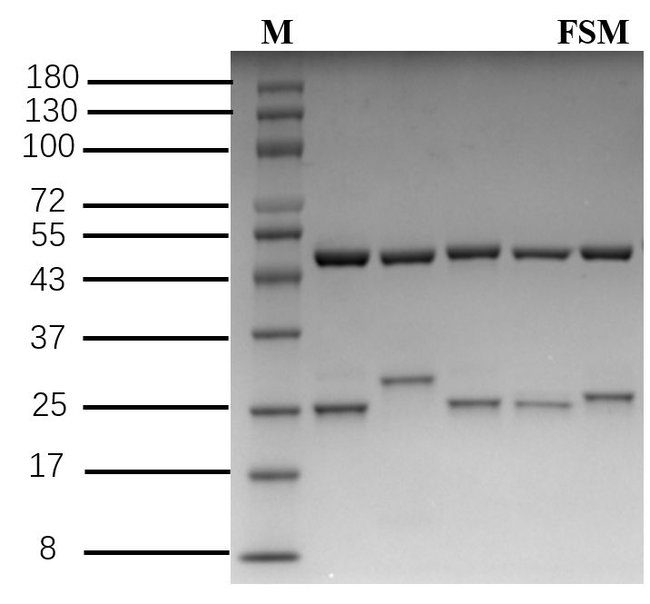 Furosemide Antibody in SDS-PAGE (SDS-PAGE)
