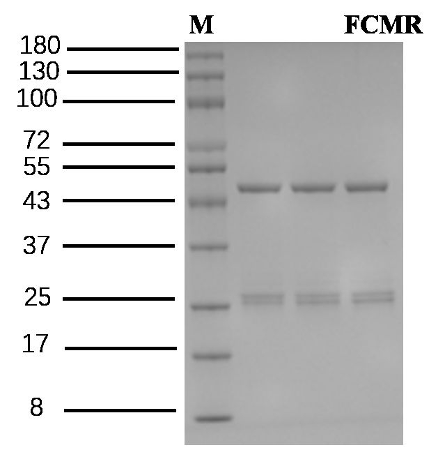 Furanocoumarins Antibody in SDS-PAGE (SDS-PAGE)