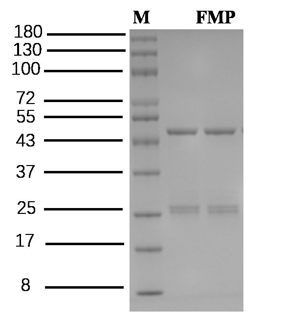 Furametpyr Antibody in SDS-PAGE (SDS-PAGE)