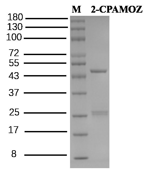 Furaltadone metabolite Antibody in SDS-PAGE (SDS-PAGE)
