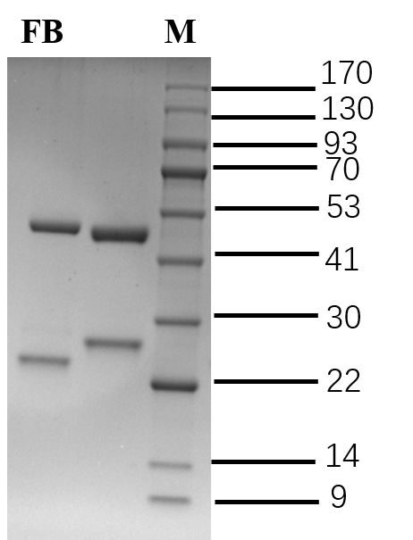 Fumonisins Antibody in SDS-PAGE (SDS-PAGE)