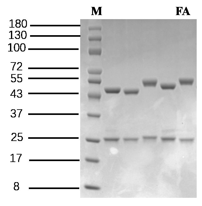 Forchlorfenuron Antibody in SDS-PAGE (SDS-PAGE)
