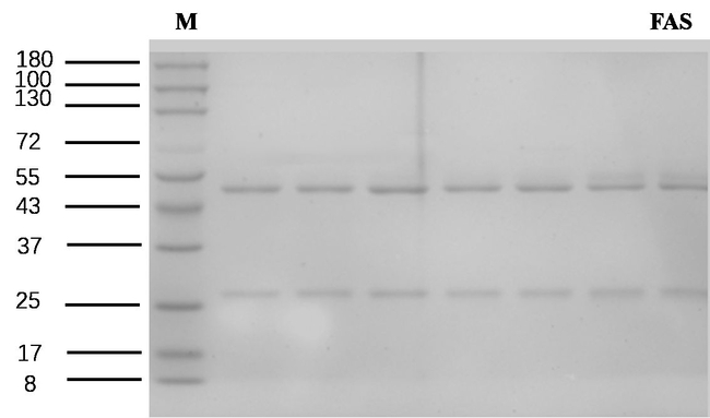 Folic acid Antibody in SDS-PAGE (SDS-PAGE)