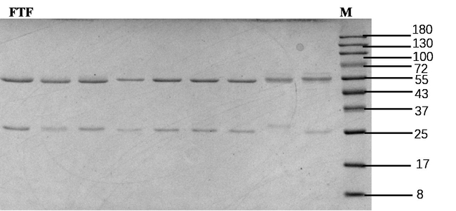 Flutriafol Antibody in SDS-PAGE (SDS-PAGE)