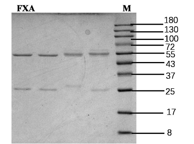 Flutolanil Antibody in SDS-PAGE (SDS-PAGE)