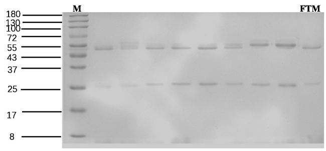 Flurtamone Antibody in SDS-PAGE (SDS-PAGE)