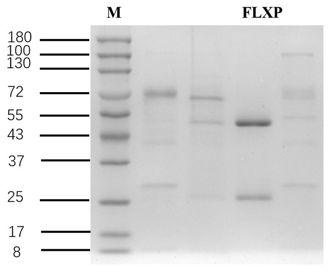 Fluroxypyr Antibody in SDS-PAGE (SDS-PAGE)