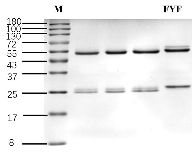 Flupyradifurone Antibody in SDS-PAGE (SDS-PAGE)