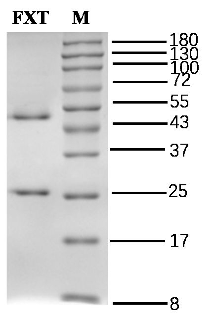 Fluoxetine Antibody in SDS-PAGE (SDS-PAGE)
