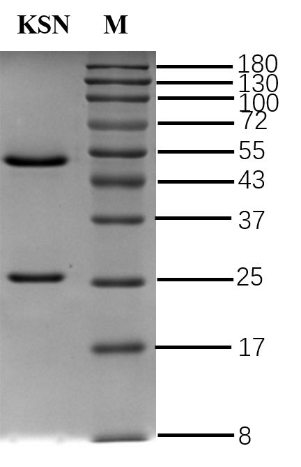 Fluorescent brightener KSN Antibody in SDS-PAGE (SDS-PAGE)