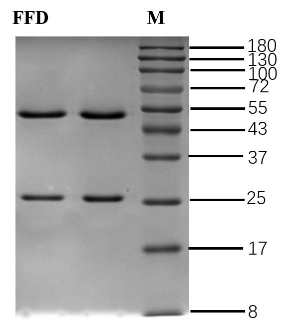 Fluofodifen Antibody in SDS-PAGE (SDS-PAGE)
