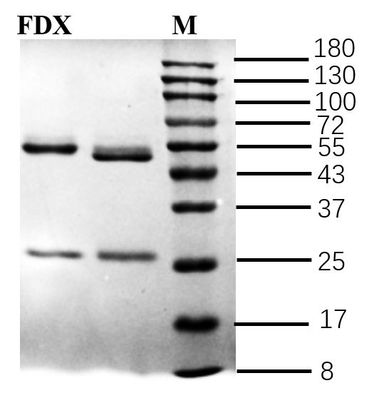 Fludioxonil Antibody in SDS-PAGE (SDS-PAGE)