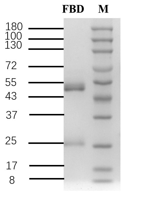 Flubendiamide Antibody in SDS-PAGE (SDS-PAGE)