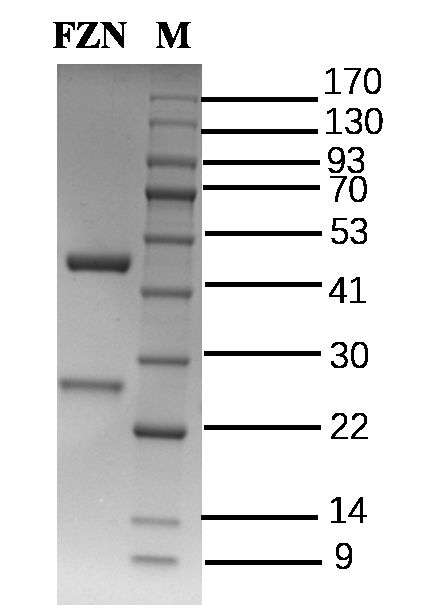 Fluazinam Antibody in SDS-PAGE (SDS-PAGE)