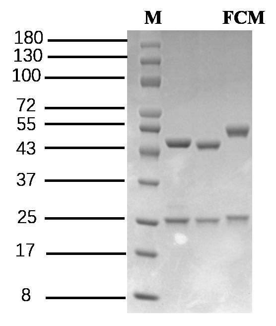 Flonicamid Antibody in SDS-PAGE (SDS-PAGE)