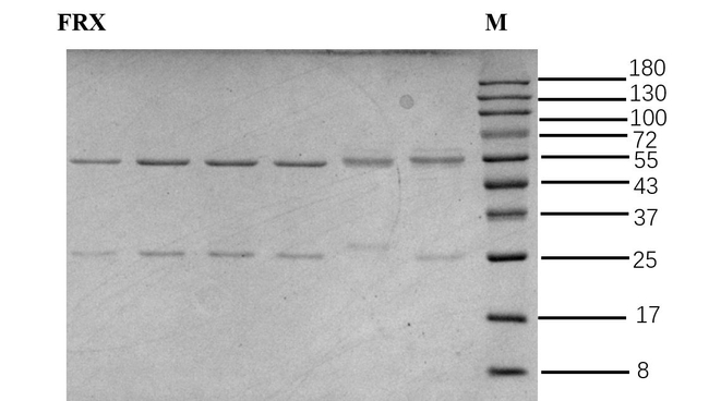 Fleroxacin Antibody in SDS-PAGE (SDS-PAGE)