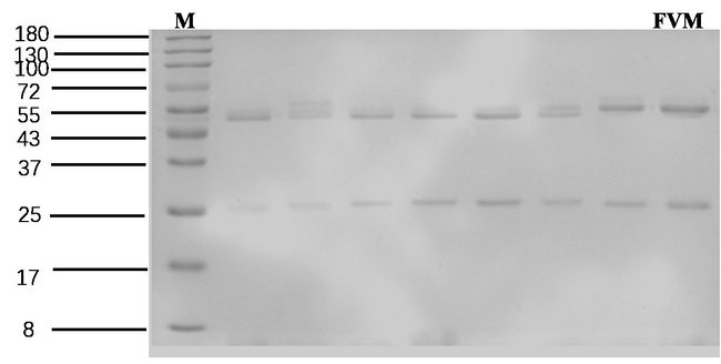 Flavomycin Antibody in SDS-PAGE (SDS-PAGE)