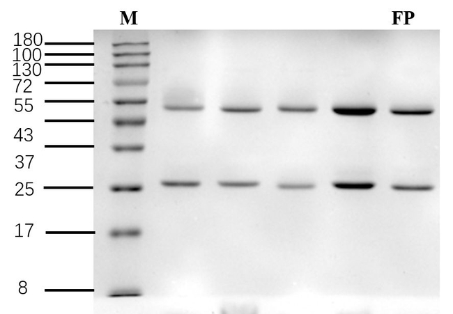 Fipronil Antibody in SDS-PAGE (SDS-PAGE)