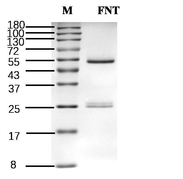 Fenthion Antibody in SDS-PAGE (SDS-PAGE)