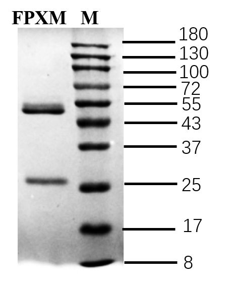 Fenpyroximate Antibody in SDS-PAGE (SDS-PAGE)