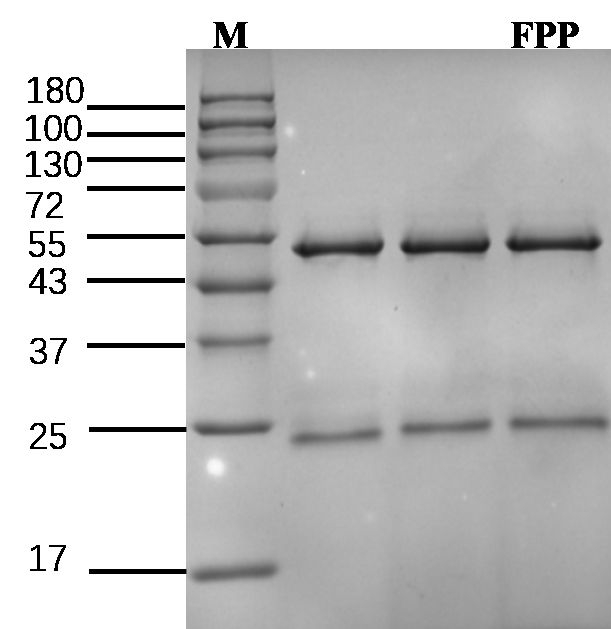 Fenpropathrin Antibody in SDS-PAGE (SDS-PAGE)