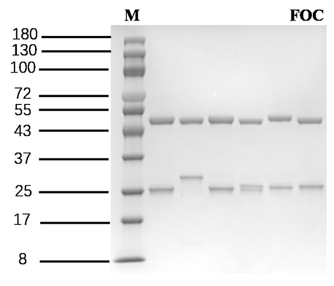 Fenoxycarb Antibody in SDS-PAGE (SDS-PAGE)