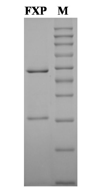 Fenoxaprop Antibody in SDS-PAGE (SDS-PAGE)