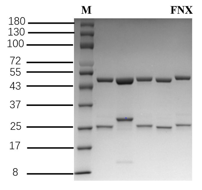 Fenoxanil Antibody in SDS-PAGE (SDS-PAGE)