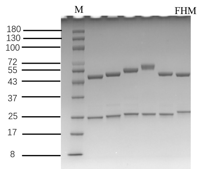Fenhexamid Antibody in SDS-PAGE (SDS-PAGE)