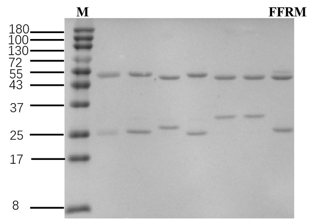 Fenfluramine Antibody in SDS-PAGE (SDS-PAGE)