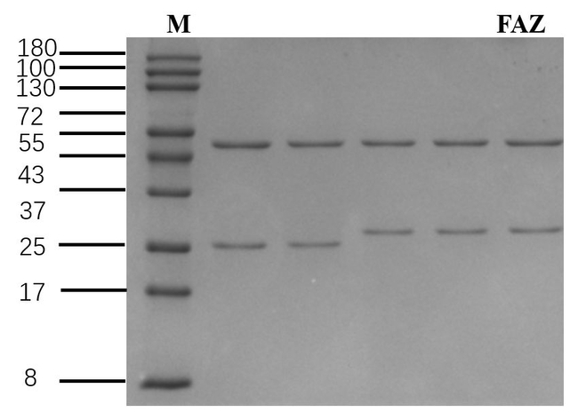 Fenazaquin Antibody in SDS-PAGE (SDS-PAGE)