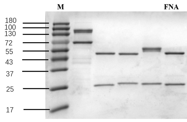 Fenamic acid Antibody in SDS-PAGE (SDS-PAGE)