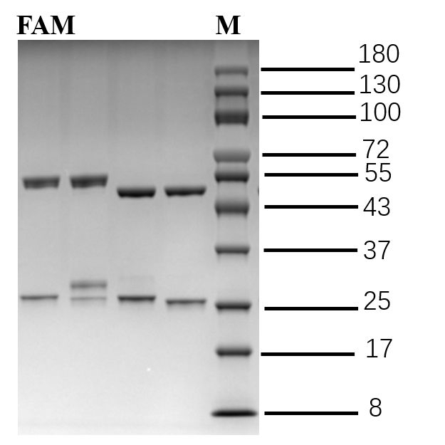 Famoxadone Antibody in SDS-PAGE (SDS-PAGE)