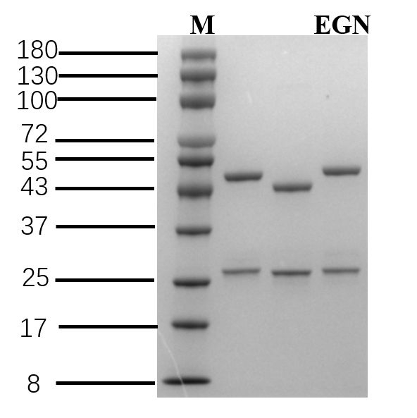 Eugenol Antibody in SDS-PAGE (SDS-PAGE)
