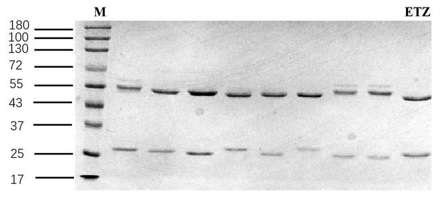 Etoxazole Antibody in SDS-PAGE (SDS-PAGE)