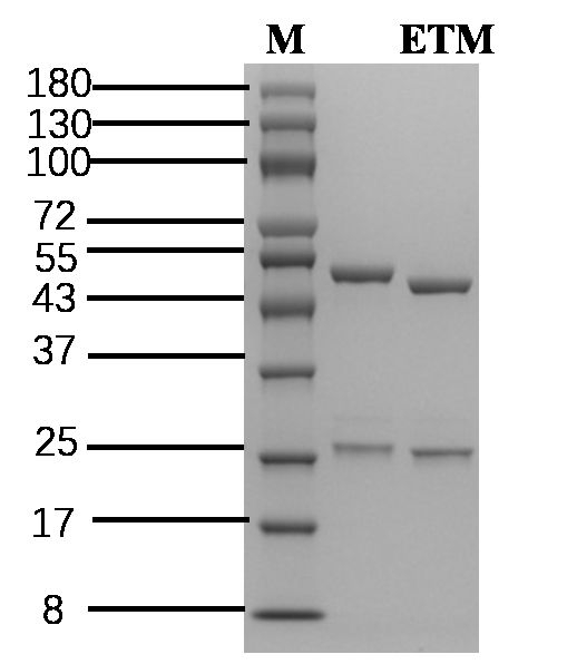 Etomidate Antibody in SDS-PAGE (SDS-PAGE)