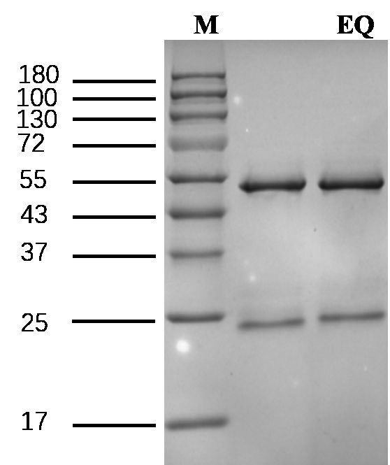 Ethoxyquin Antibody in SDS-PAGE (SDS-PAGE)