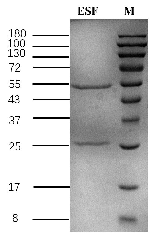 Ethametsulfuron Antibody in SDS-PAGE (SDS-PAGE)