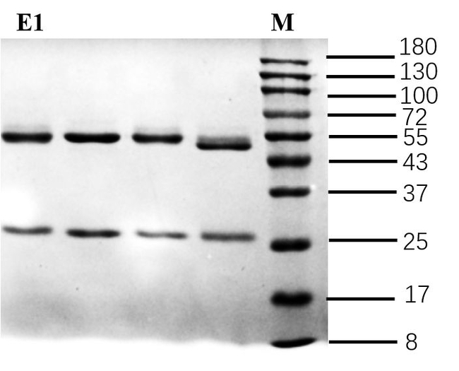 Estrone Antibody in SDS-PAGE (SDS-PAGE)