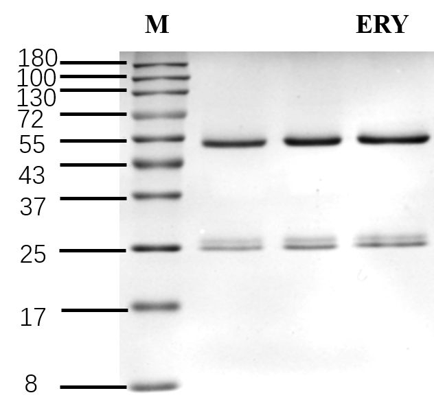 Erythrosin Antibody in SDS-PAGE (SDS-PAGE)