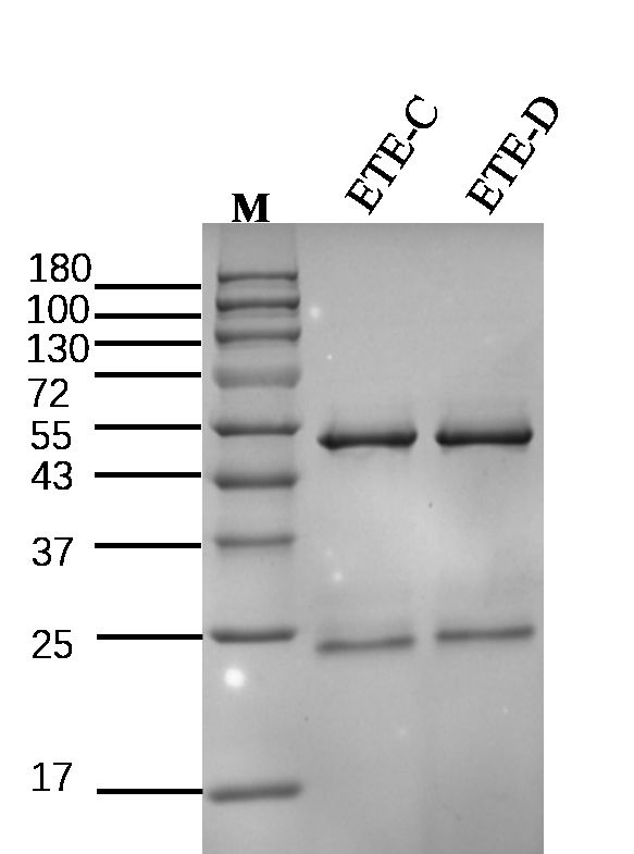 Enterotoxin E Antibody in SDS-PAGE (SDS-PAGE)