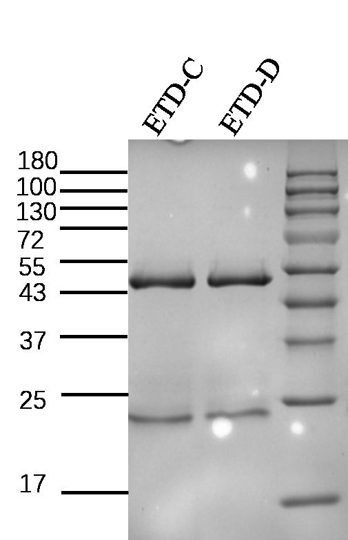 Enterotoxin D Antibody in SDS-PAGE (SDS-PAGE)