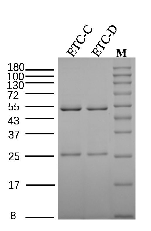 Enterotoxin C Antibody in SDS-PAGE (SDS-PAGE)